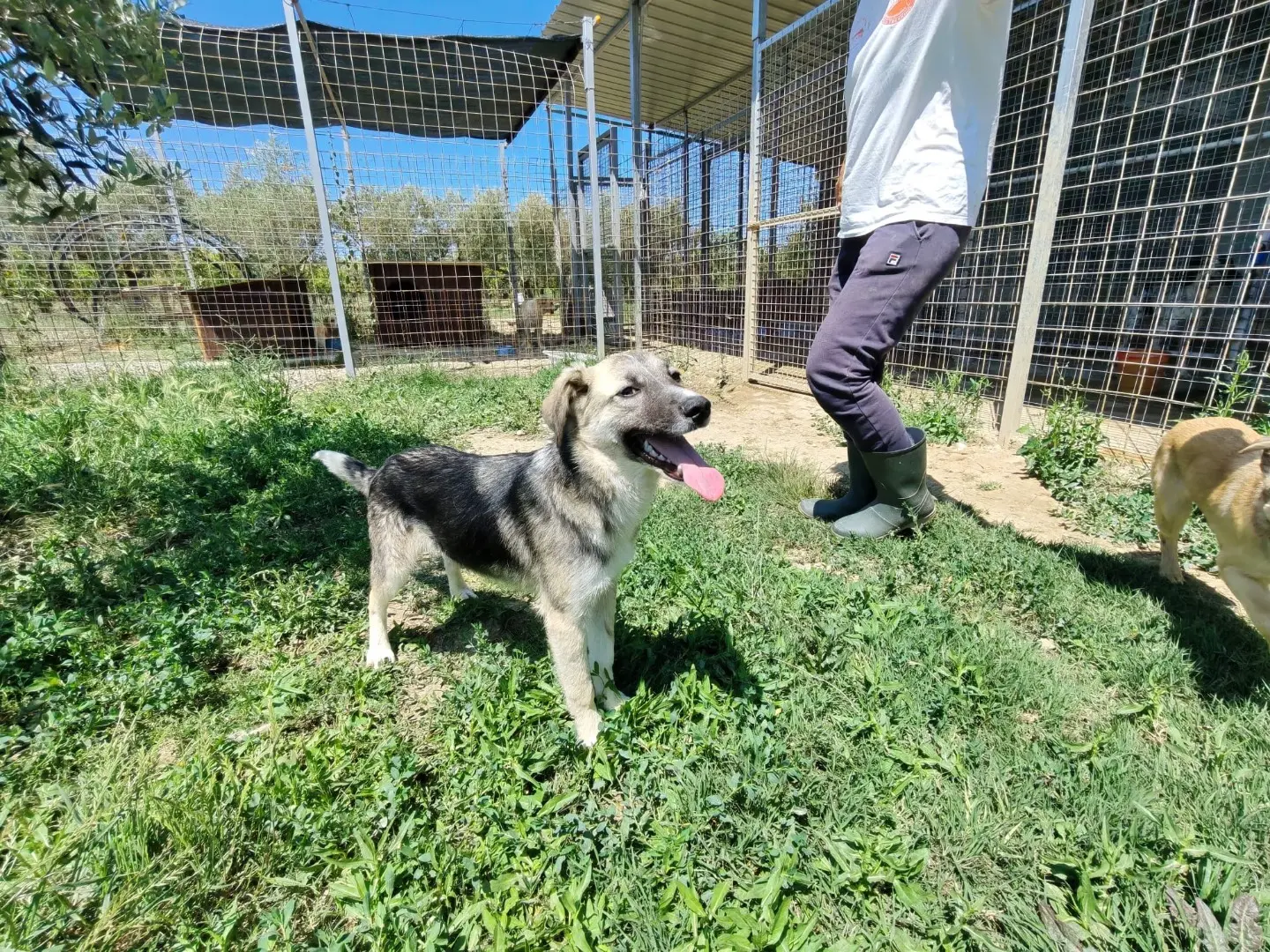 Vuoi adottare un cane a Cosenza?