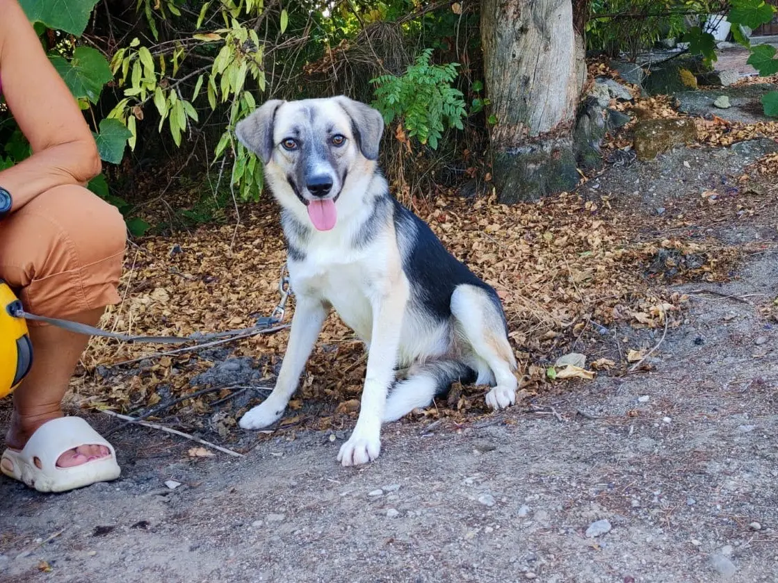 Adozione cane, maschio, Razza sconosciuta Razza sconosciuta, 1 anno e 9 mesi, taglia media contenuta, Cosenza