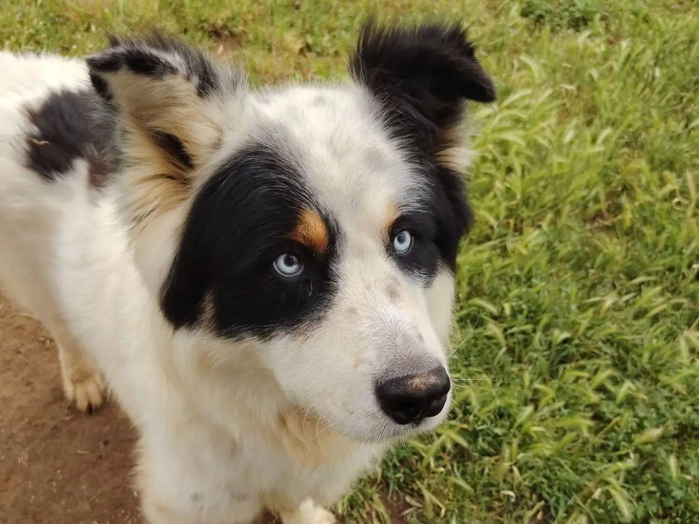 Adotta un cane, taglia grande, maschio, Roma