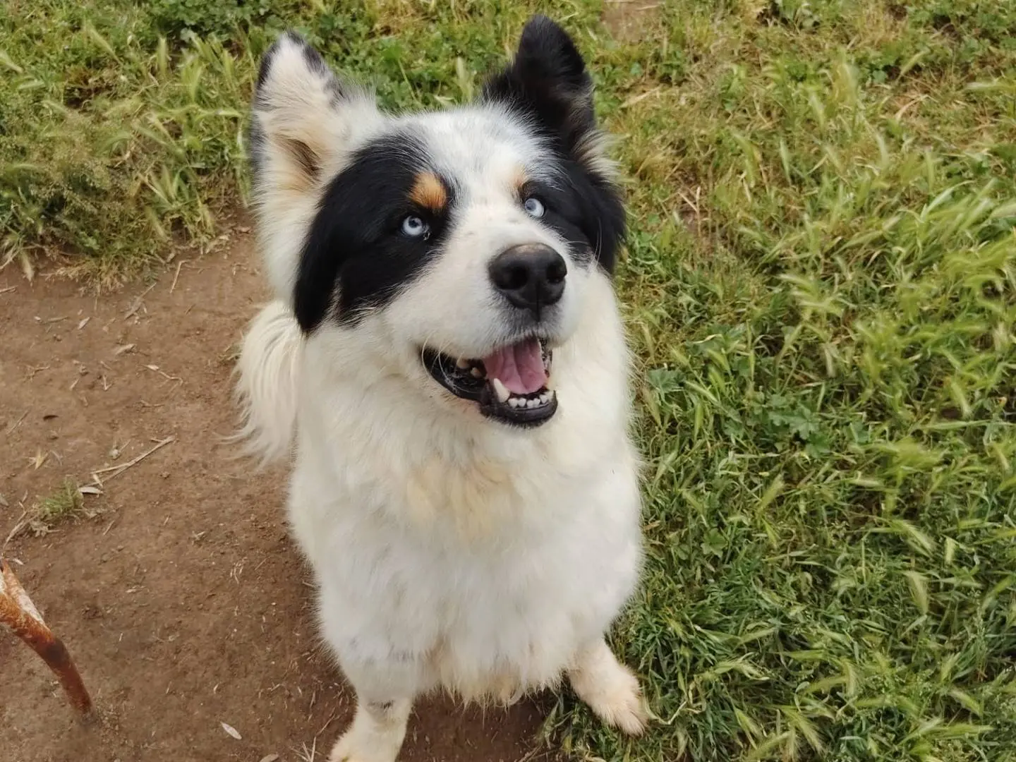 Adotta un cane, maschio, 3 anni e 9 mesi, Roma