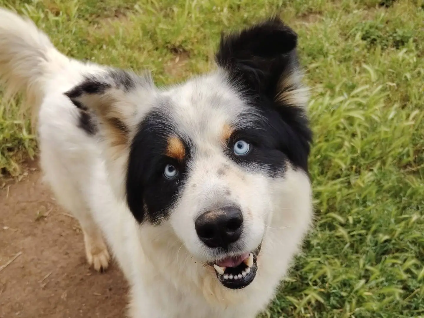 Adozione cane, maschio, Razza sconosciuta Razza sconosciuta, 3 anni e 9 mesi, taglia grande, Roma