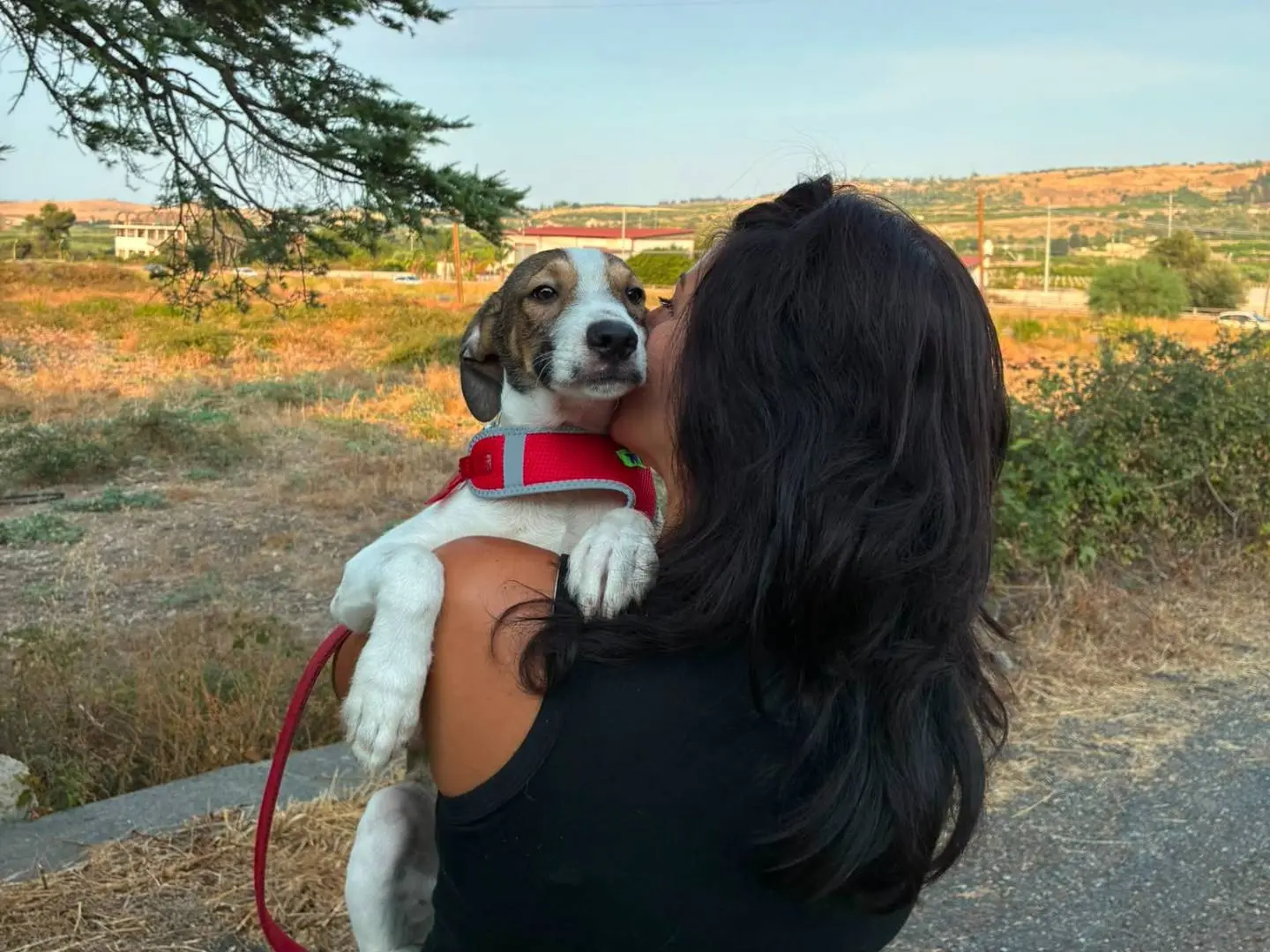 Adotta un cane, maschio, 6 mesi, Siracusa
