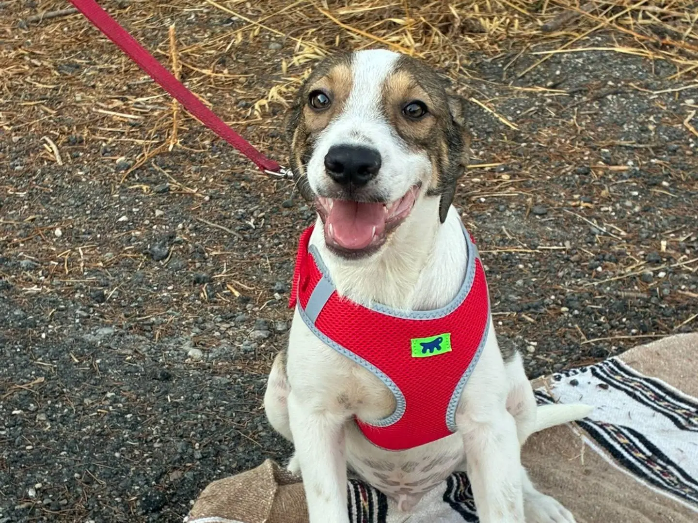 Vuoi adottare un cane a Siracusa?