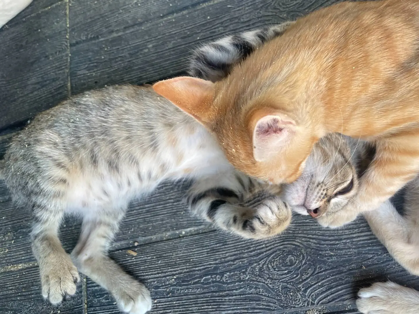 Vuoi adottare un gatto a Sud?