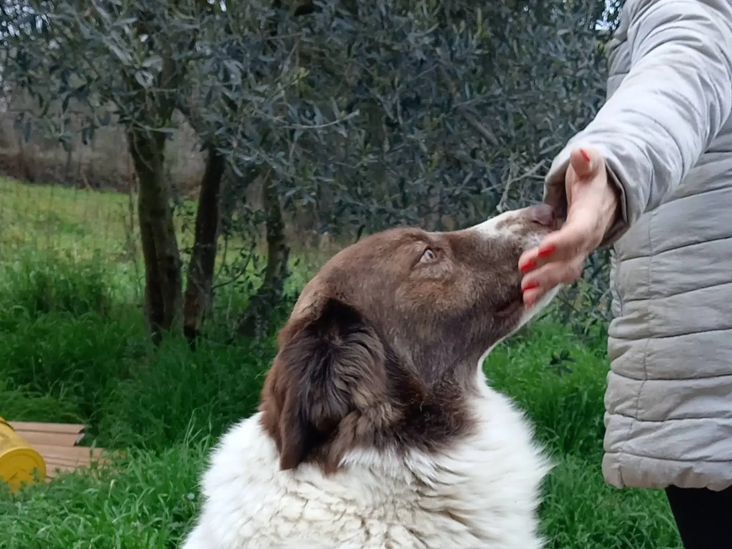 Foto 3 dell'animale
