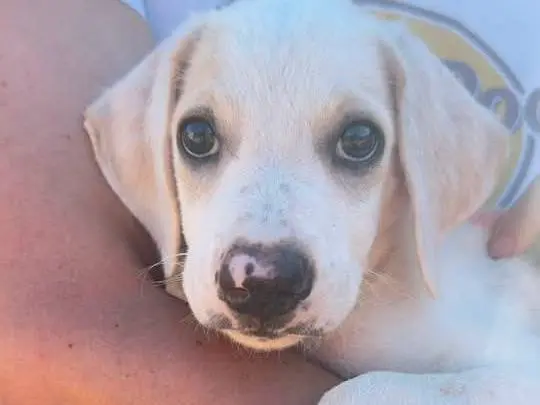 Adozione cane, maschio, Razza sconosciuta Razza sconosciuta, 5 mesi, taglia media, Trapani