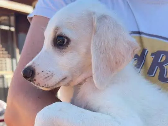Adotta un cane, maschio, 5 mesi, Trapani
