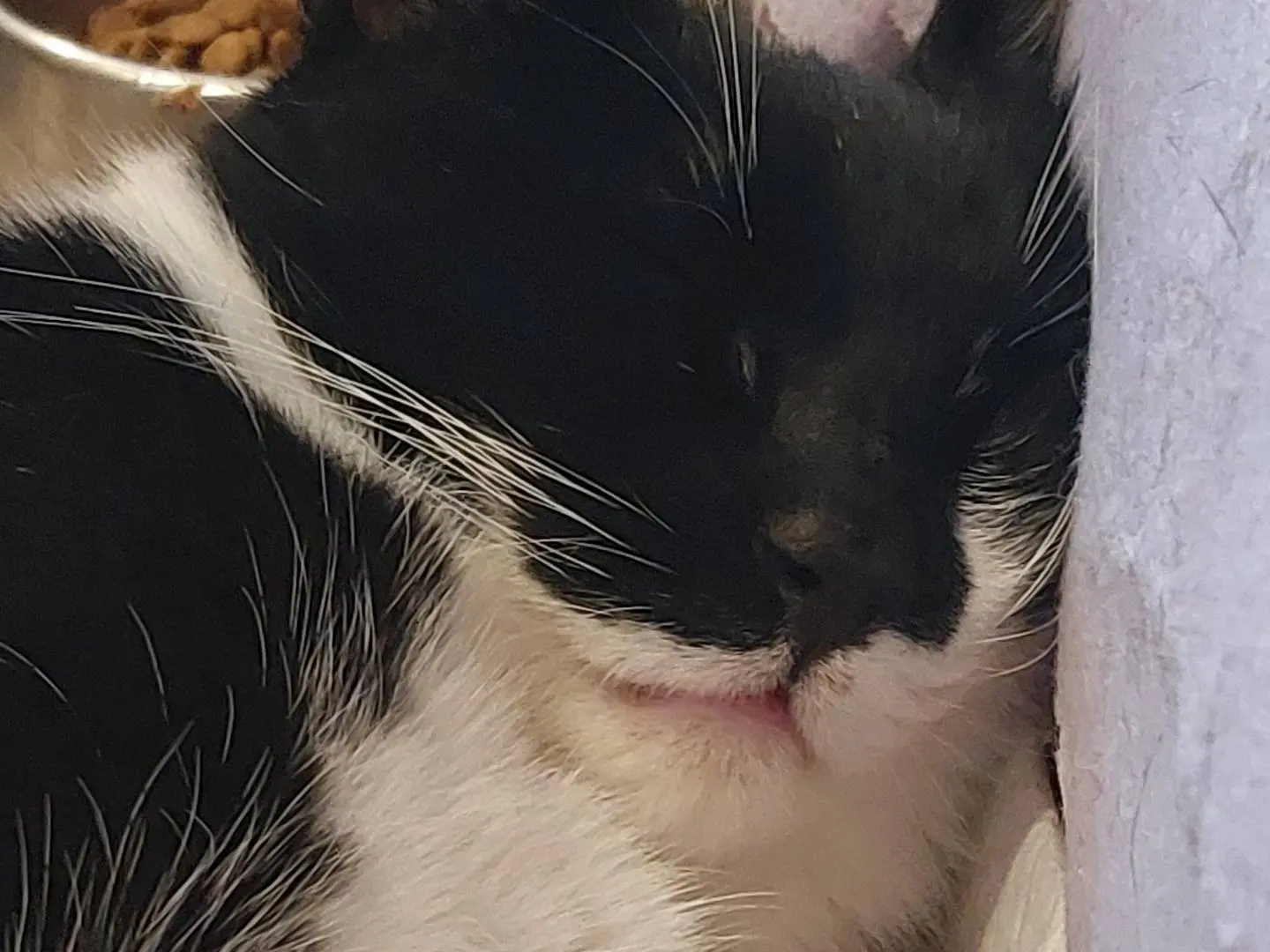 Adotta un gatto, maschio, 3 anni e 8 mesi, Roma
