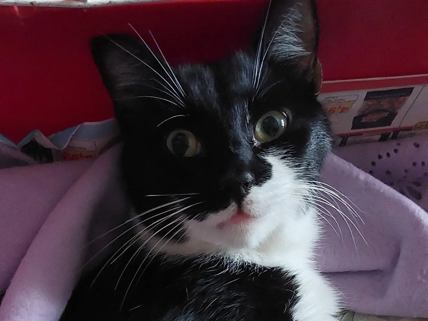 Vuoi adottare un gatto a Roma?