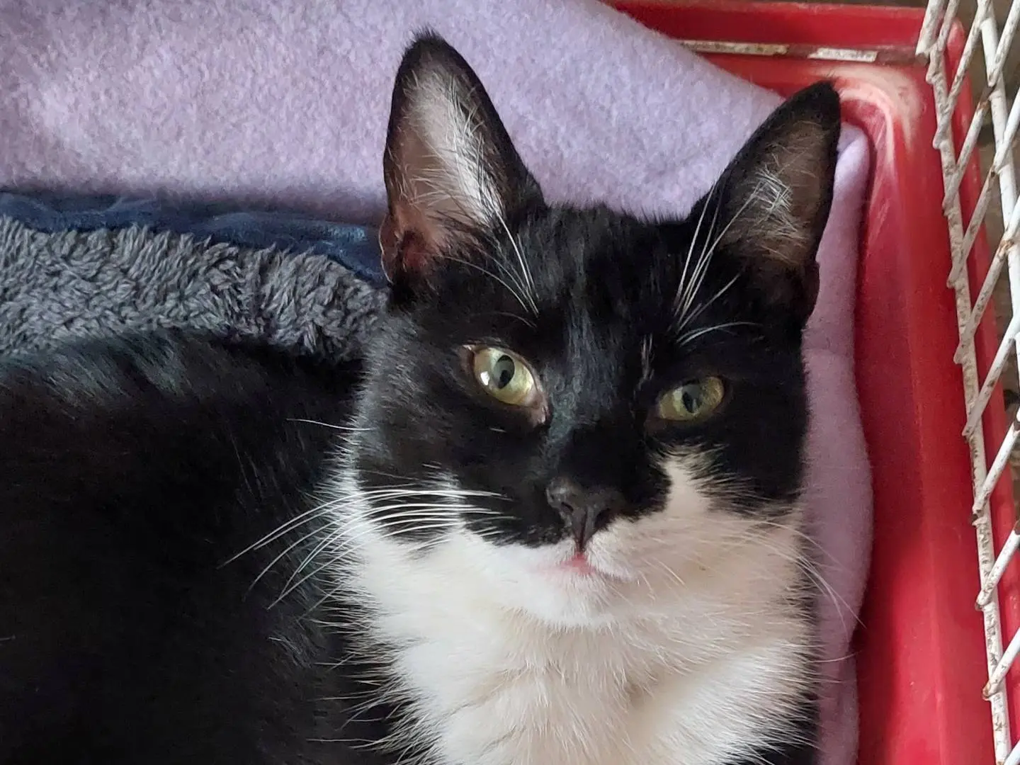 Adozione gatto, maschio, Razza sconosciuta Razza sconosciuta, 3 anni e 8 mesi, taglia non valida, Roma