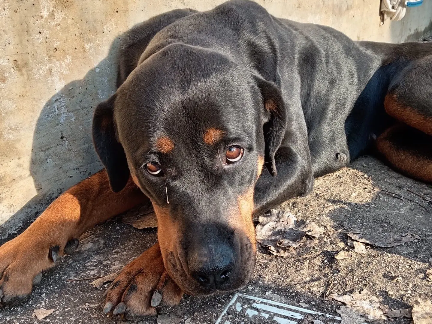 Adozione cane, femmina, Dobermann Razza sconosciuta, 7 anni e 4 mesi, taglia media, Frosinone