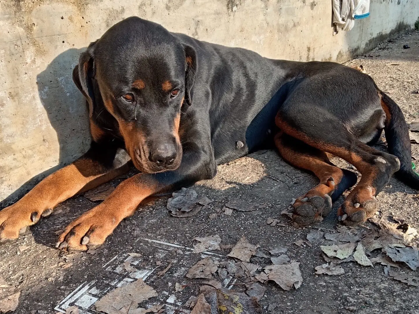 Adotta un cane, femmina, 7 anni e 4 mesi, Frosinone