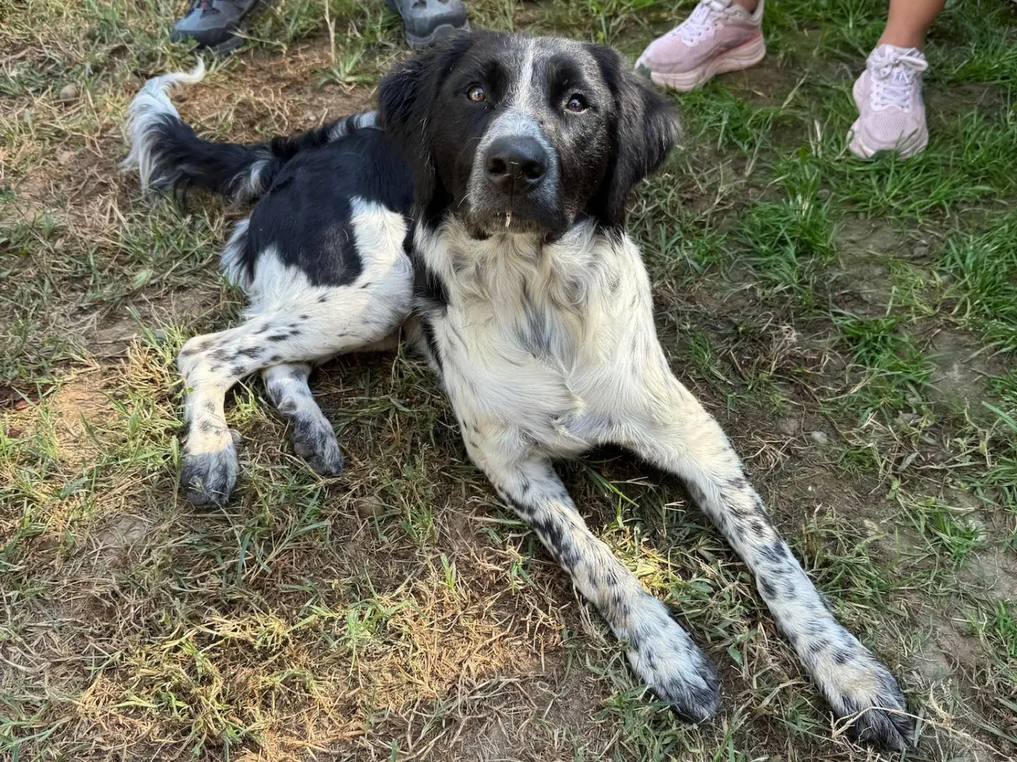 Adozione cane, maschio, Razza sconosciuta Razza sconosciuta, 8 mesi, taglia media, Milano