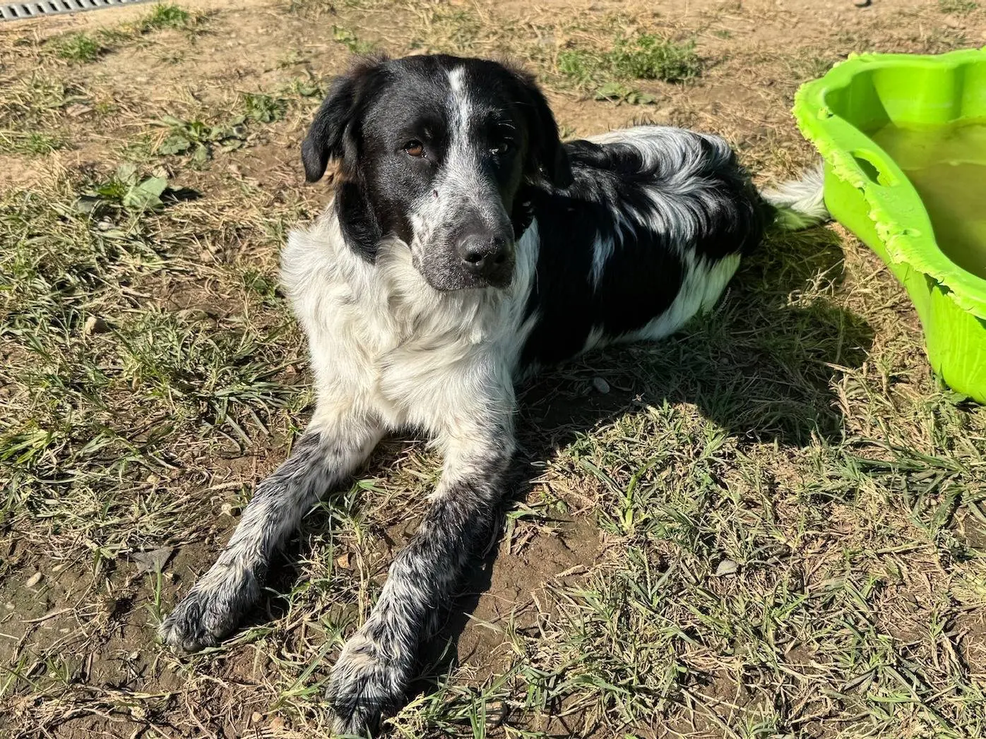 Adotta un cane, maschio, 8 mesi, Milano