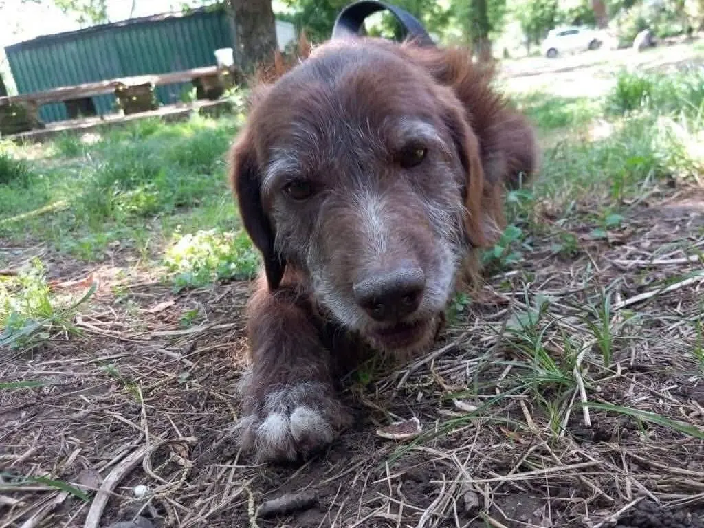 Adotta un cane, taglia media contenuta, maschio, Caserta
