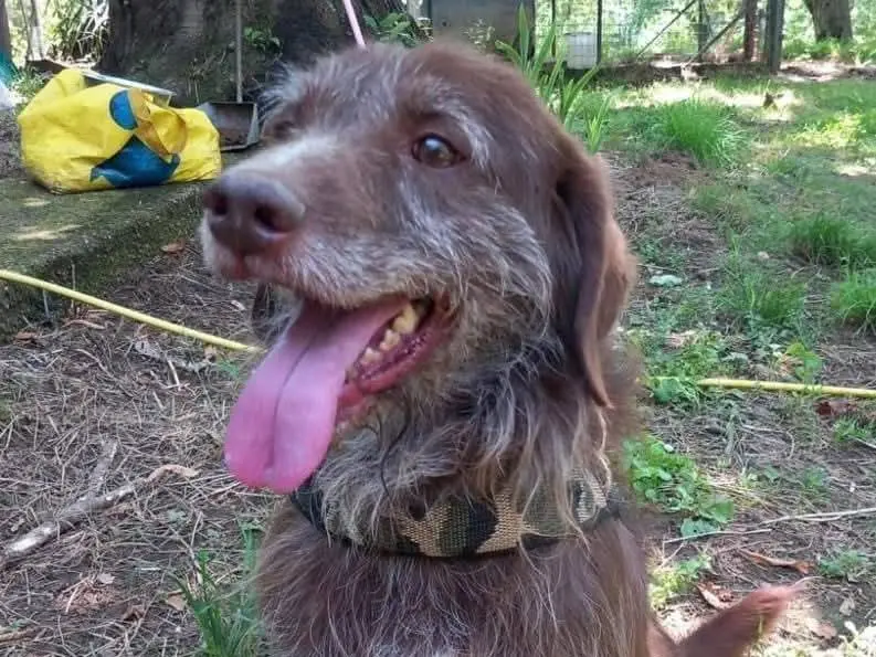 Adozione cane, maschio, Razza sconosciuta Razza sconosciuta, 7 anni e 9 mesi, taglia media contenuta, Caserta