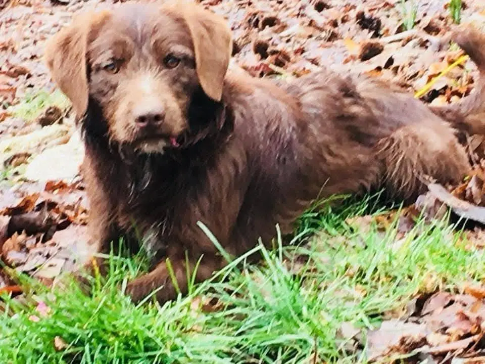 Adotta un cane, maschio, 7 anni e 9 mesi, Caserta