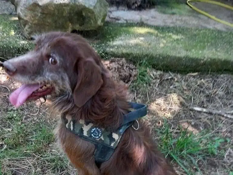 Vuoi adottare un cane a Caserta?