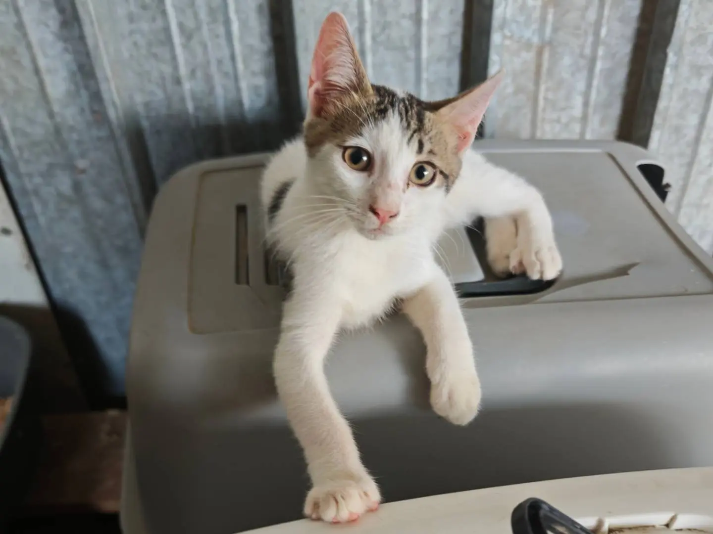 Adozione gatto, maschio, Razza sconosciuta Razza sconosciuta, 5 mesi, taglia non valida, Caserta