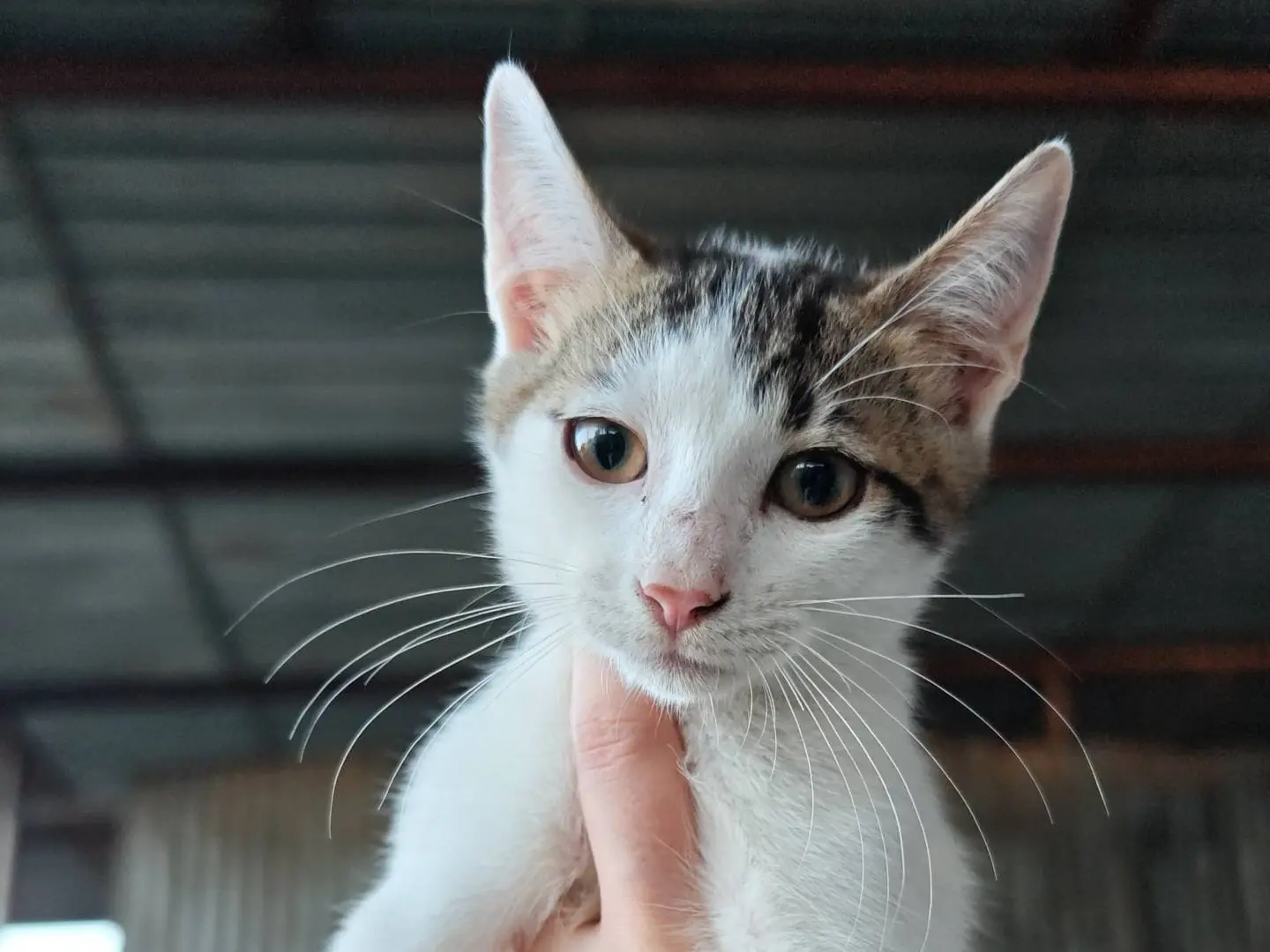 Adotta un gatto, maschio, 5 mesi, Caserta