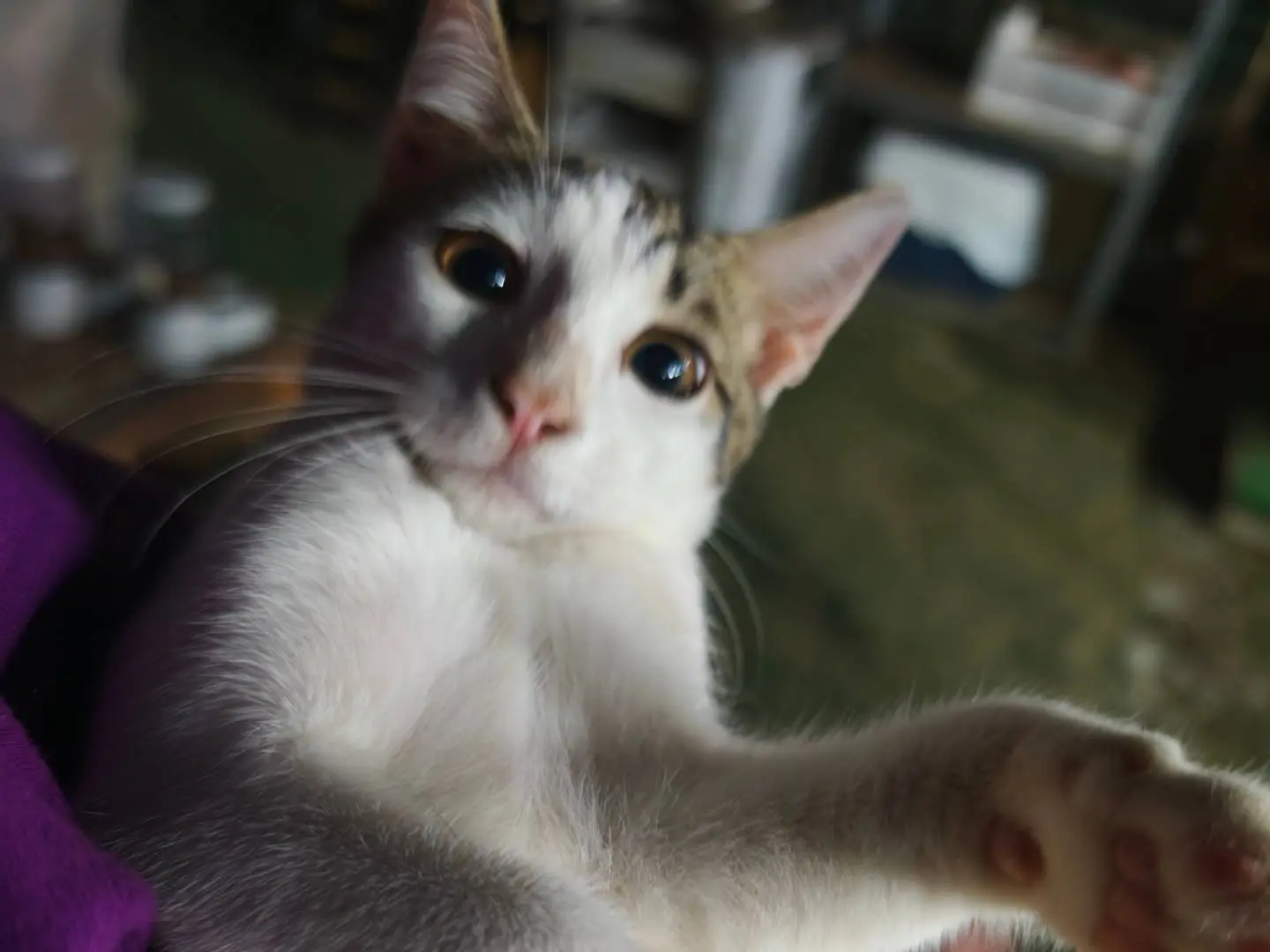 Adotta un gatto, taglia non valida, maschio, Caserta