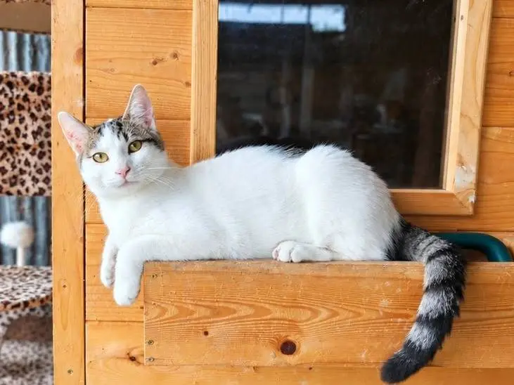 Foto 3 dell'animale
