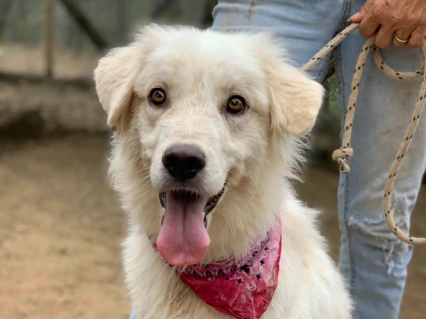 Adotta un cane, femmina, 1 anno e 4 mesi, Latina