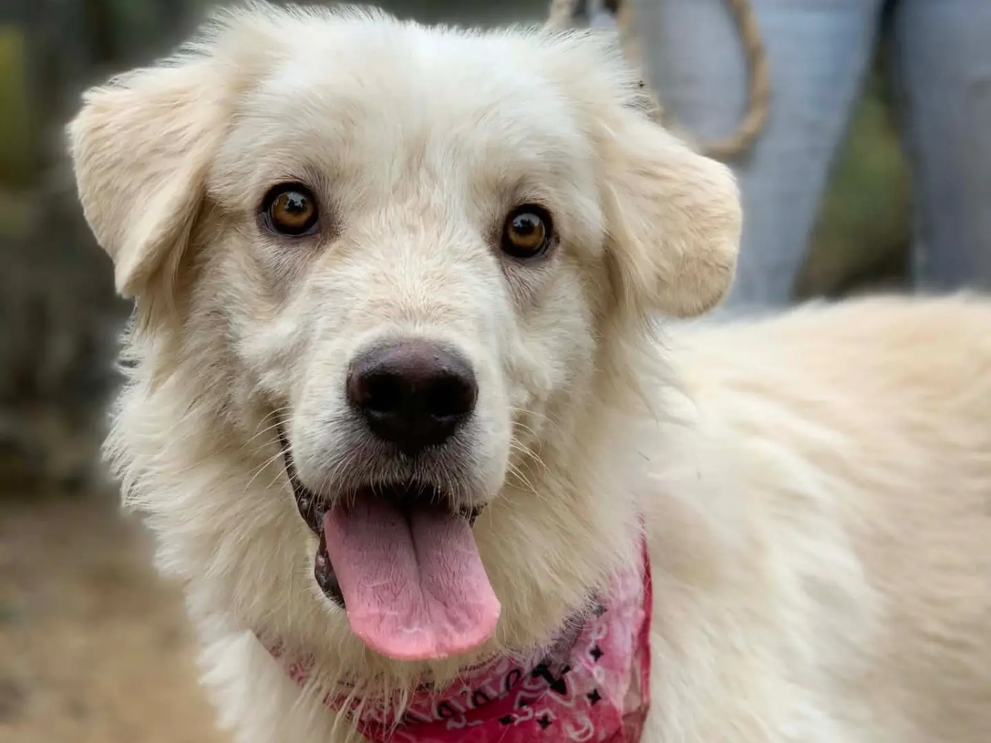 Adozione cane, femmina, Razza sconosciuta Razza sconosciuta, 1 anno e 4 mesi, taglia media, Latina