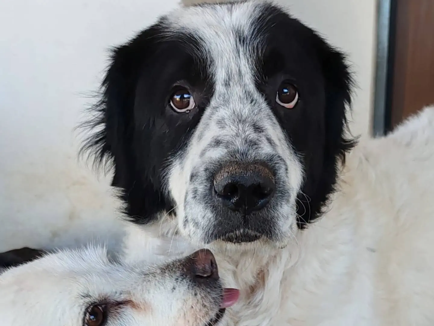 Adozione cane, maschio, Razza sconosciuta Razza sconosciuta, 8 anni e 4 mesi, taglia grande, Frosinone