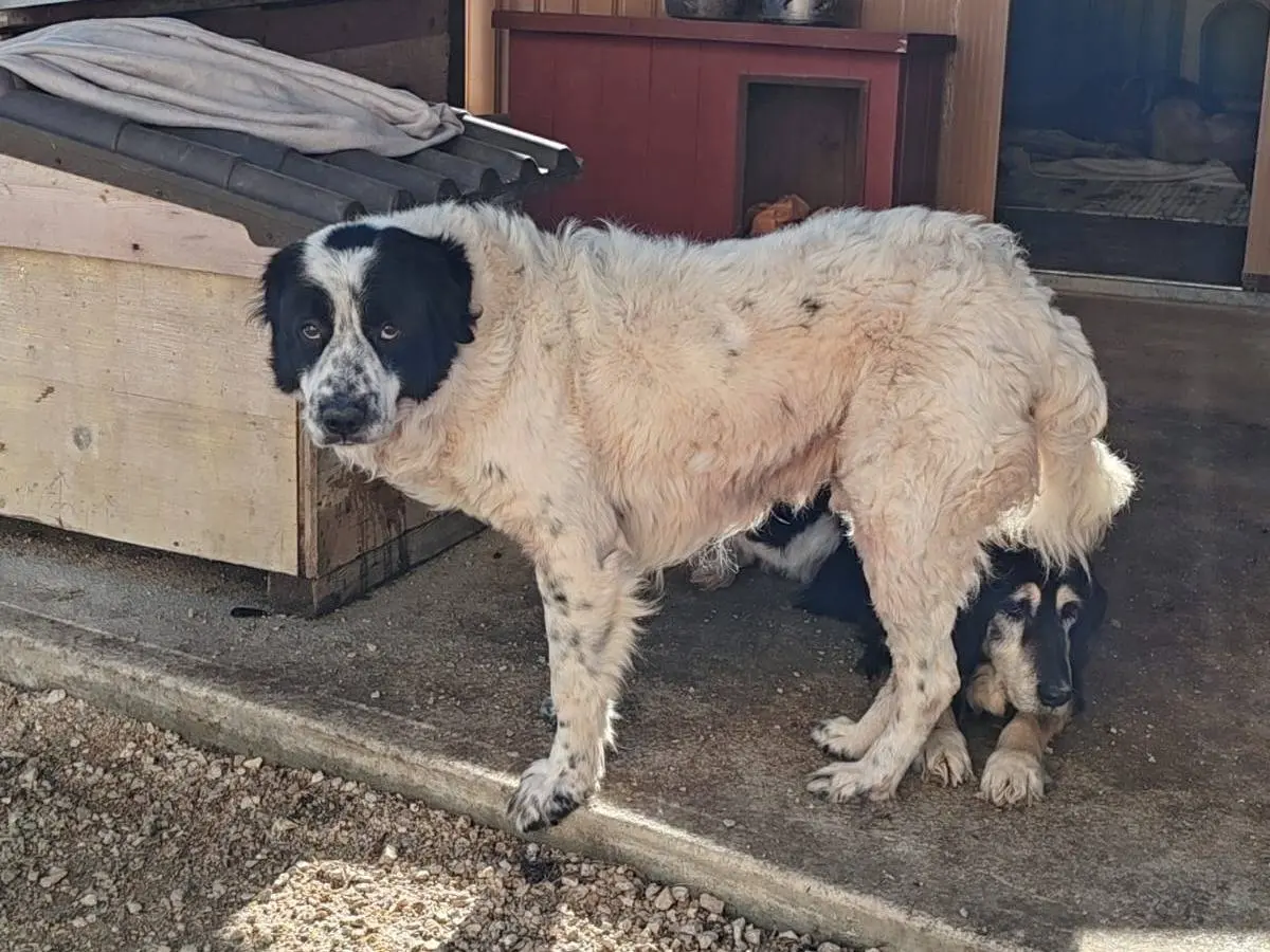 Vuoi adottare un cane a Frosinone?