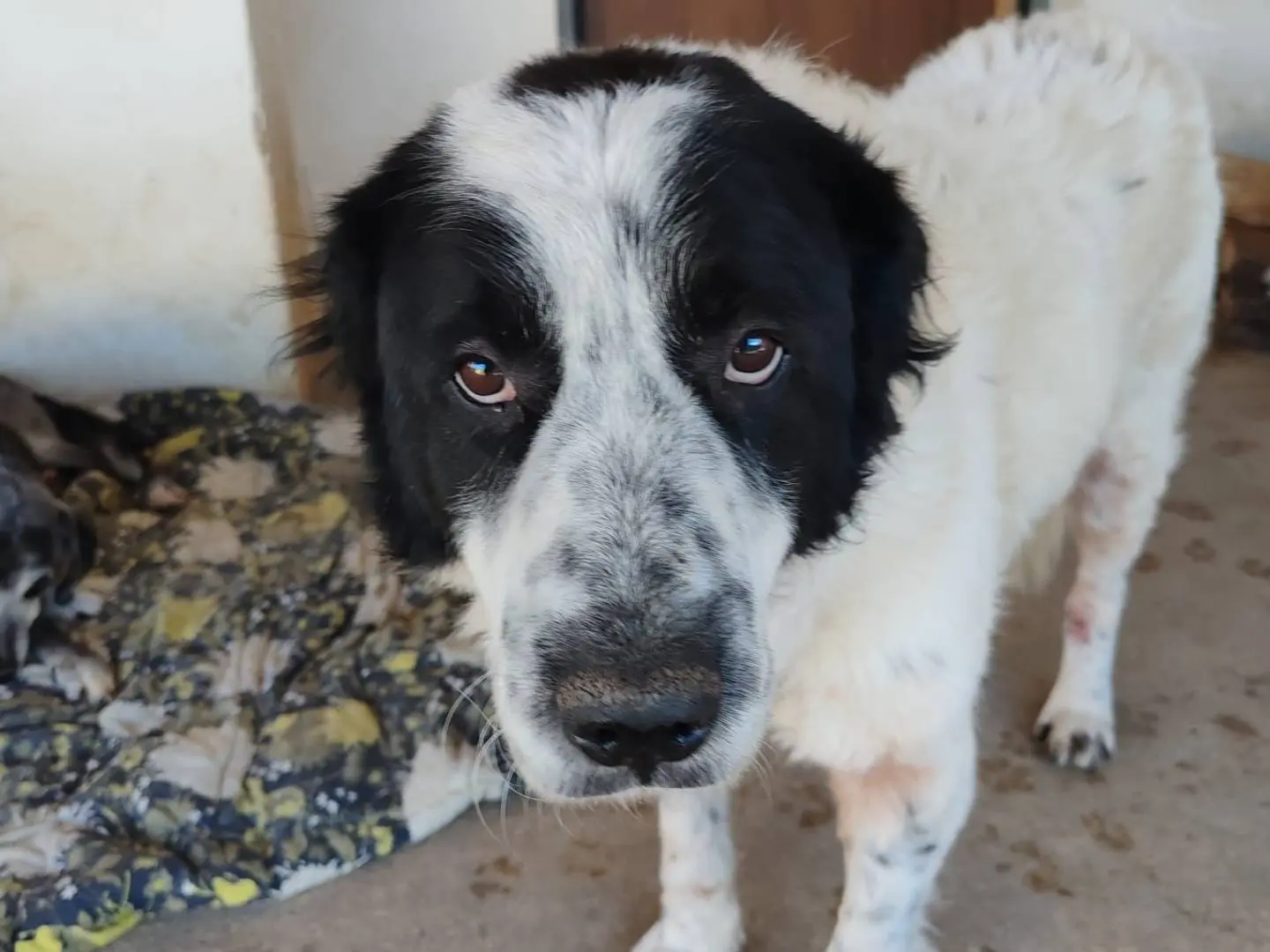 Adotta un cane, taglia grande, maschio, Frosinone
