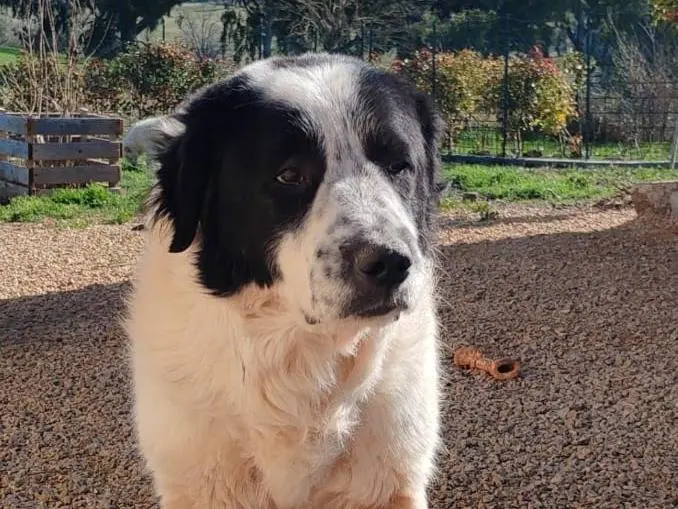 Adotta un cane, maschio, 8 anni e 4 mesi, Frosinone