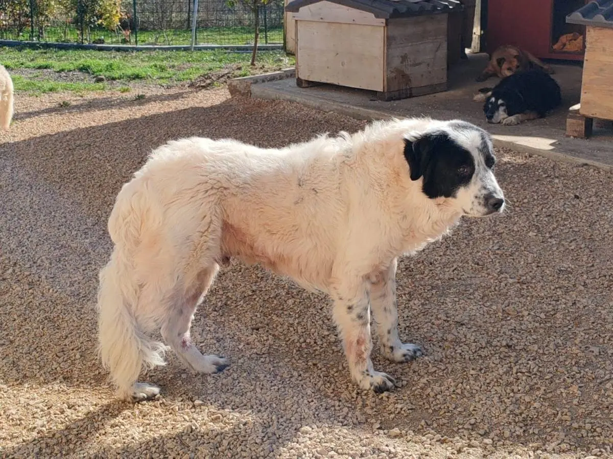 Adotta il cane MARK a Frosinone