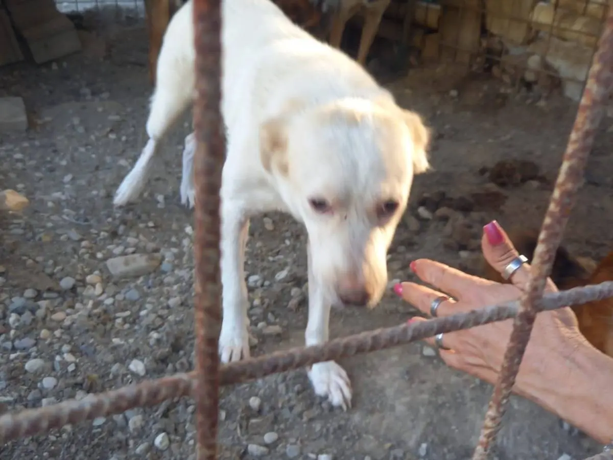 Adotta un cane, taglia grande, maschio, Salerno