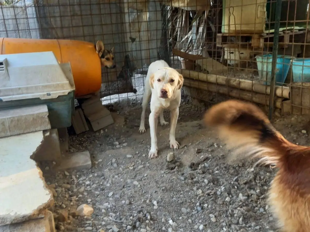 Adozione cane, maschio, Labrador Retriever, 4 anni e 9 mesi, taglia grande, Salerno