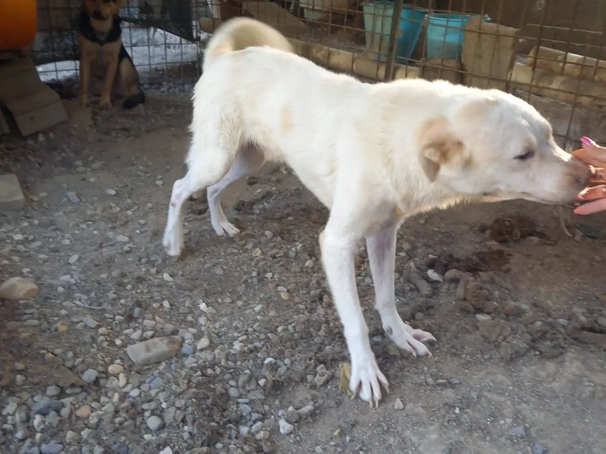 Adotta un cane, maschio, 4 anni e 9 mesi, Salerno