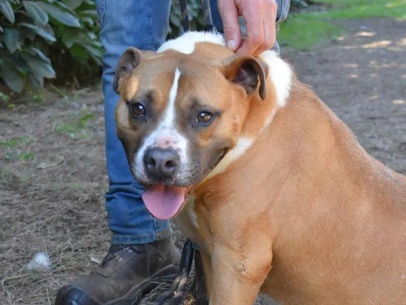 Adozione cane, maschio, Amstaff Razza sconosciuta, 7 anni e 3 mesi, taglia media, Roma