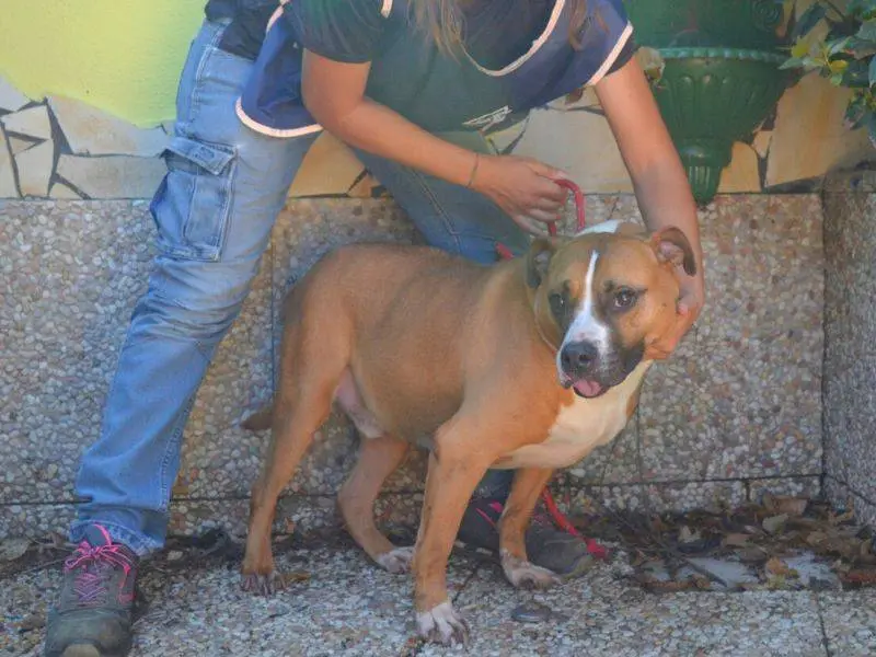 Adotta un cane, maschio, 7 anni e 3 mesi, Roma