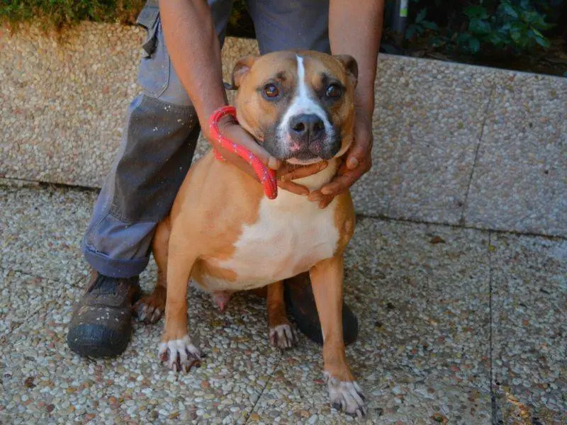 Adotta un cane, taglia media, maschio, Roma