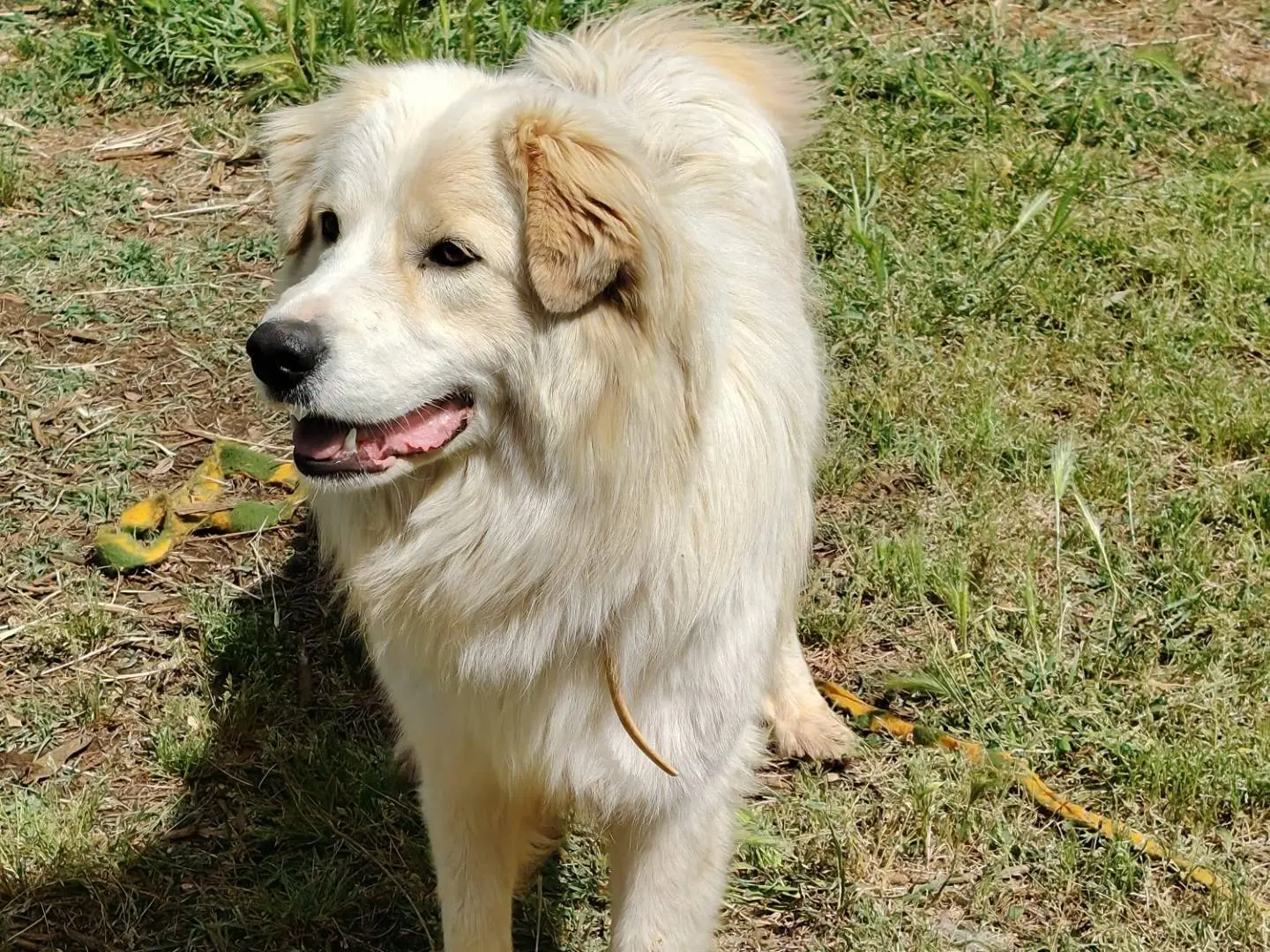 Adotta il cane Lucio a Roma