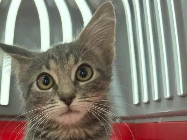 Adozione gatto, femmina, Razza sconosciuta Razza sconosciuta, 2 mesi, taglia non valida, Ravenna