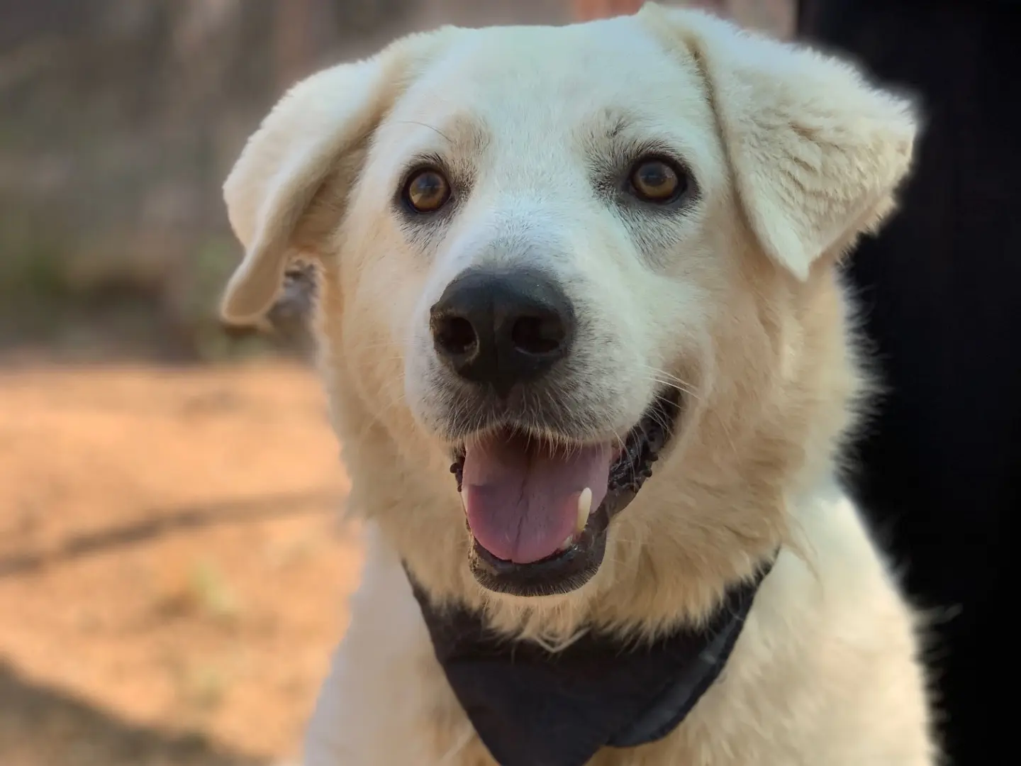 Adozione cane, maschio, Razza sconosciuta Razza sconosciuta, 3 anni e 4 mesi, taglia grande, Latina