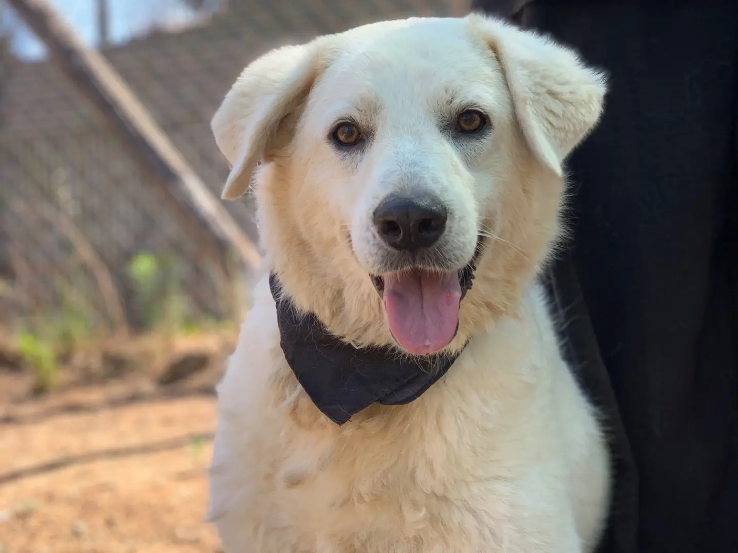 Adotta il cane Jon Snow a Latina
