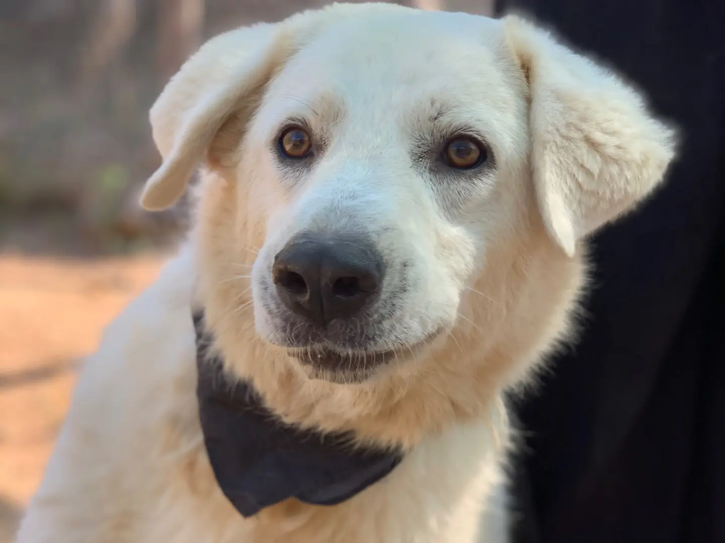 Adotta un cane, taglia grande, maschio, Latina