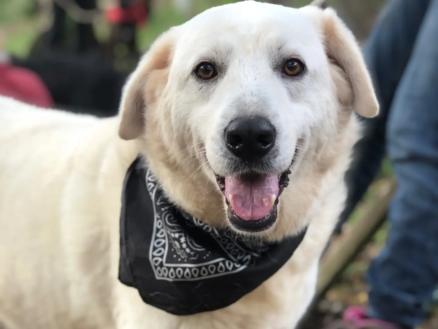 Adotta un cane, maschio, 3 anni e 4 mesi, Latina