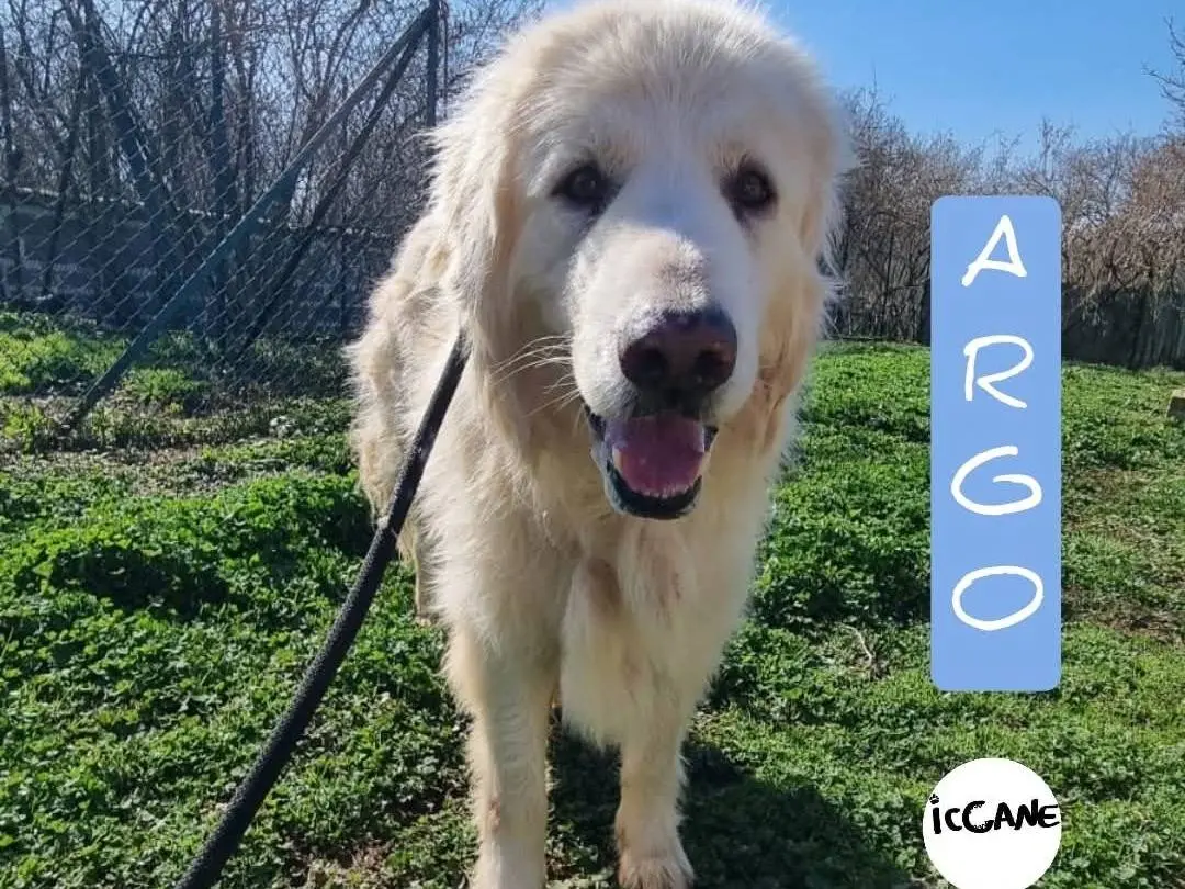 Adozione cane, maschio, Pastore maremmano Razza sconosciuta, 5 anni e 8 mesi, taglia grande, Viterbo