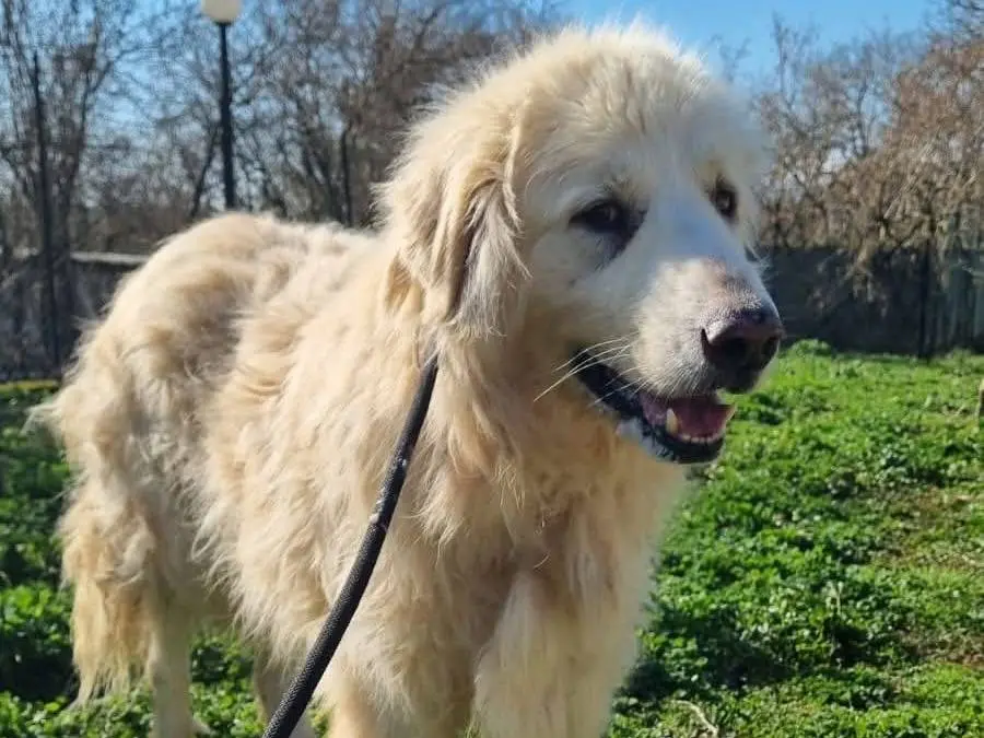 Adotta un cane, maschio, 5 anni e 8 mesi, Viterbo
