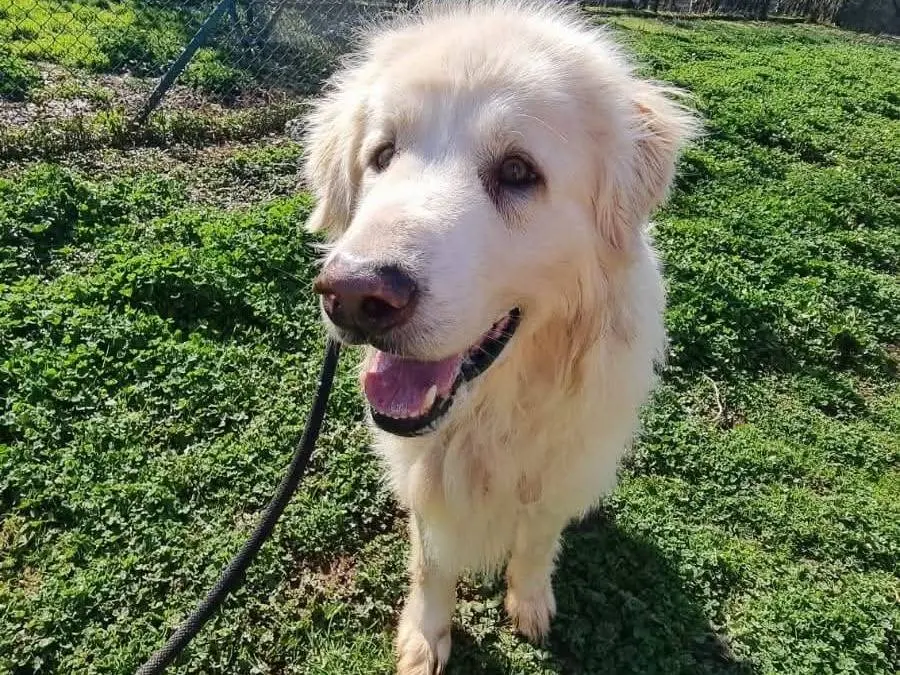 Adotta un cane, taglia grande, maschio, Viterbo