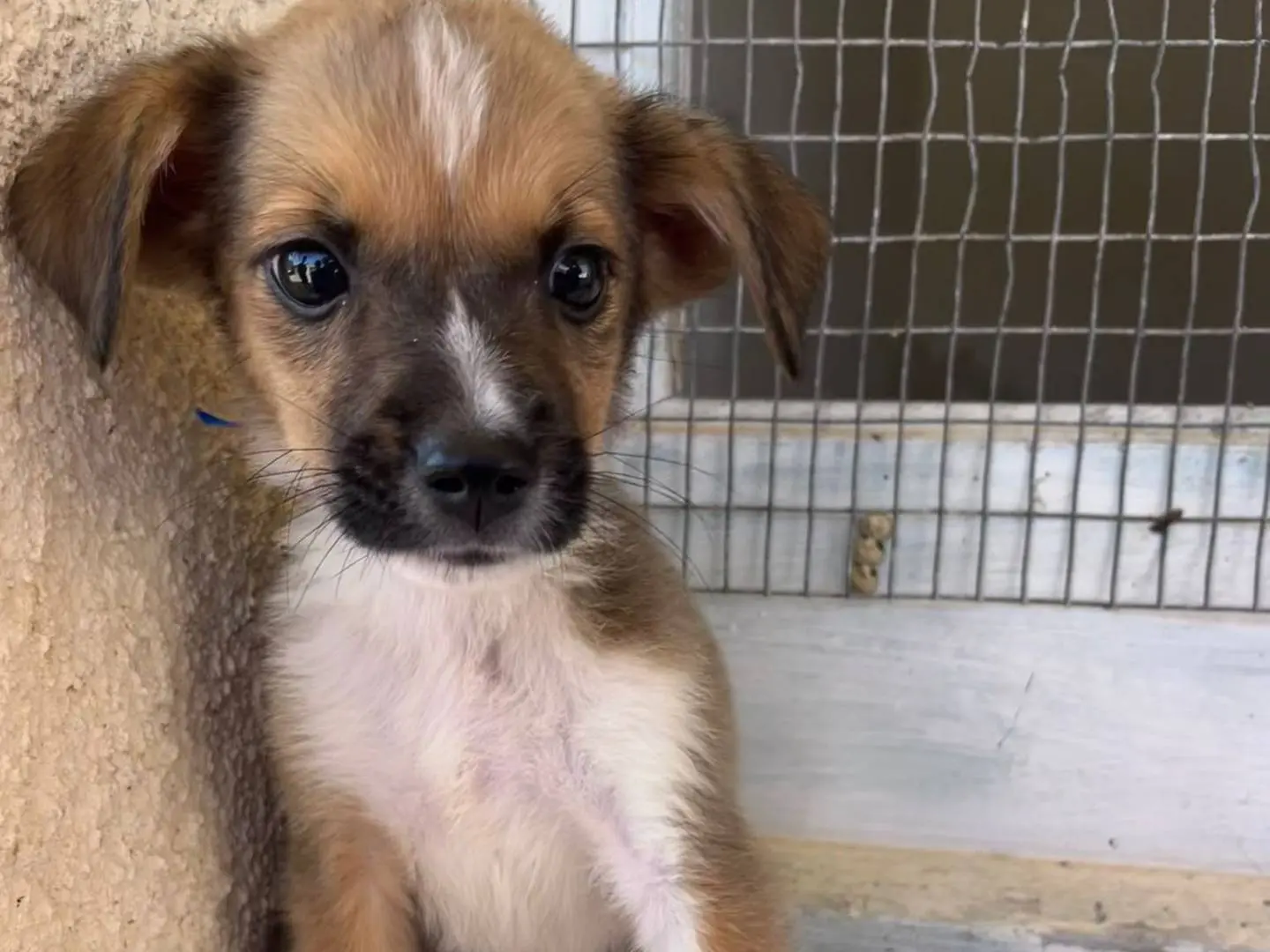 Adotta un cane, maschio, 1 anno e 4 mesi, Trapani