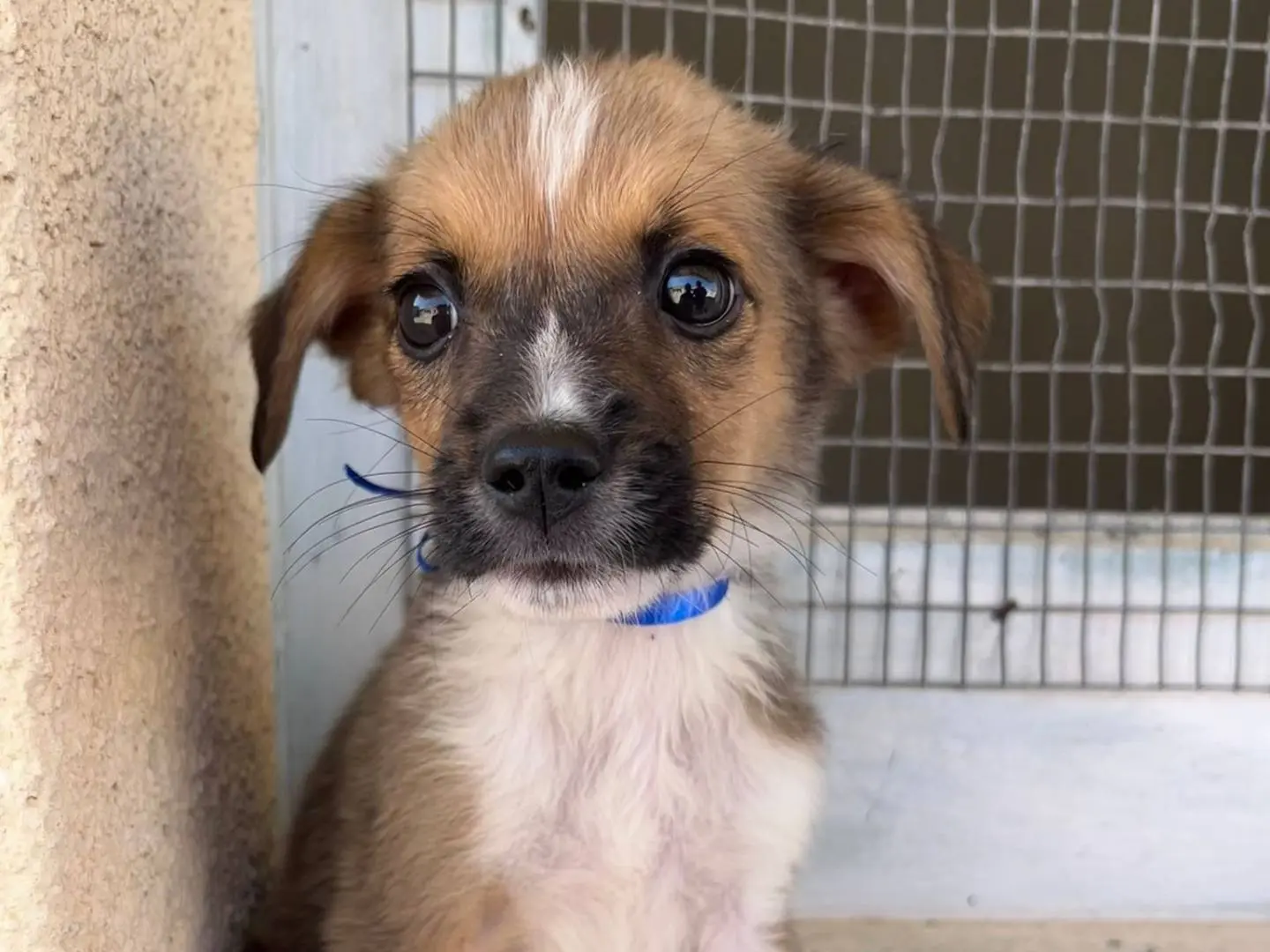 Adozione cane, maschio, Razza sconosciuta Razza sconosciuta, 1 anno e 4 mesi, taglia media, Trapani
